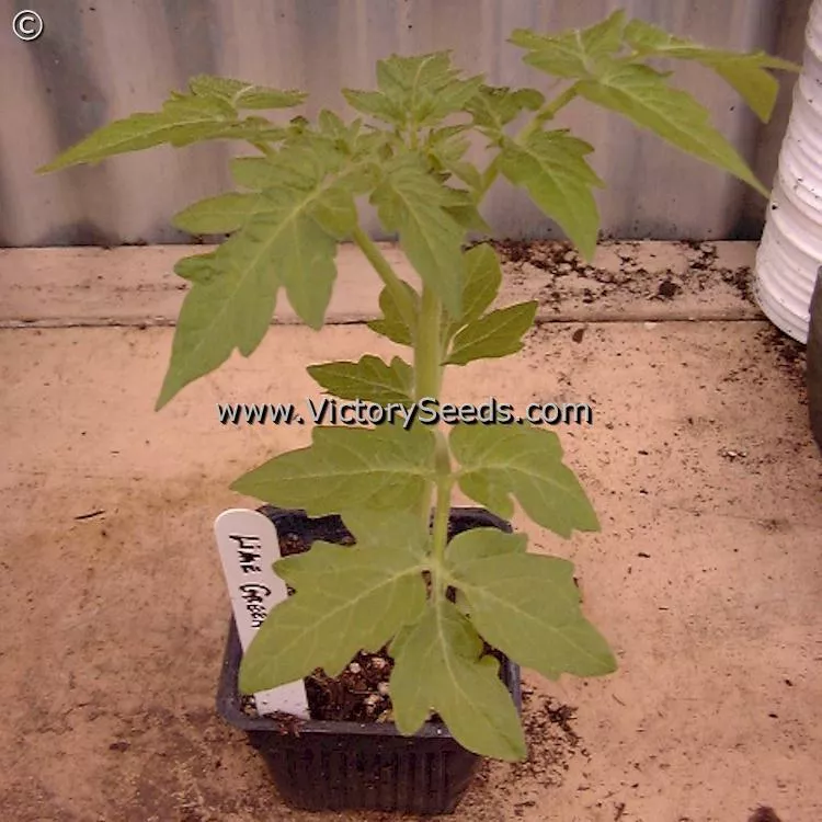 Lime Green Salad Tomato