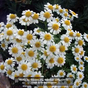 Feverfew