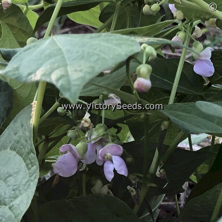 Whipple Dry Bush Garden Bean