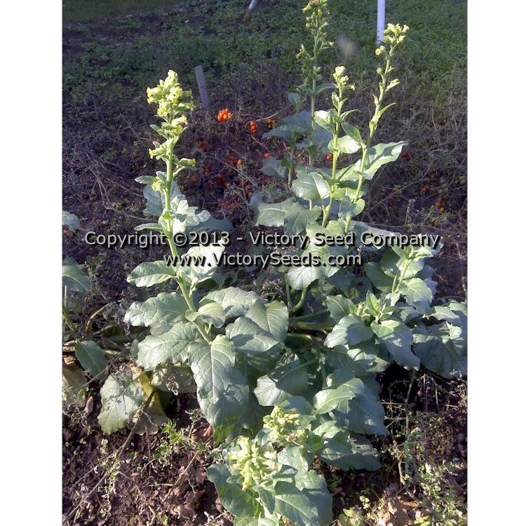 Isleta Pueblo Tobacco