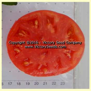 June Pink Tomato