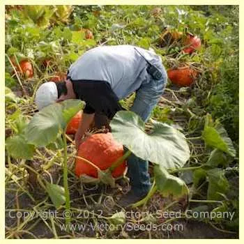 Boston Marrow Squash
