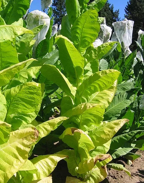 Burley 64 Tobacco