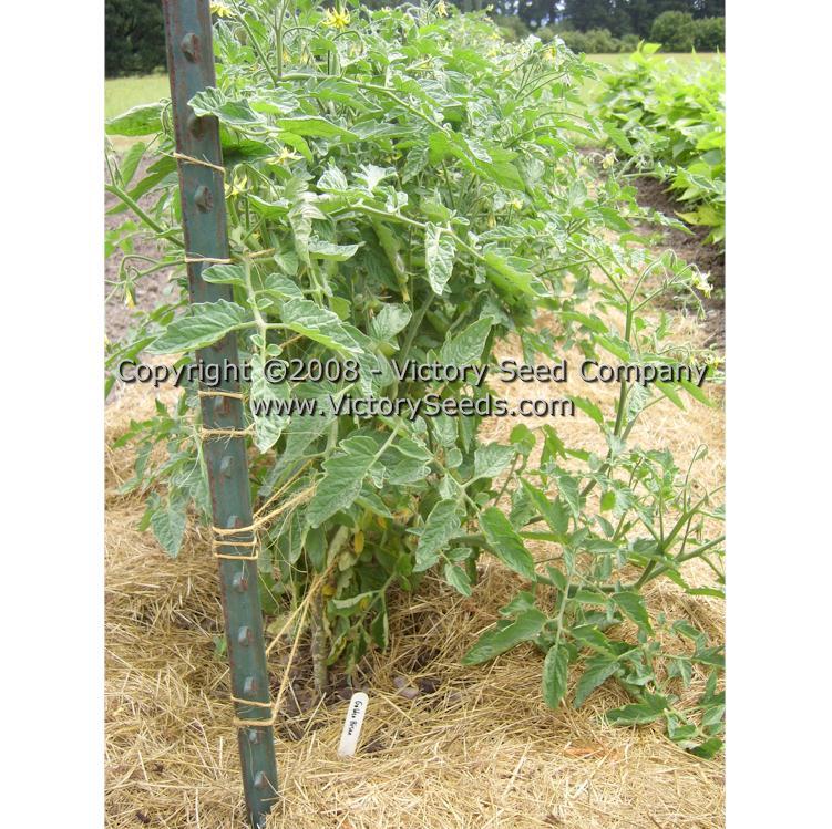 Golden Bison Tomato