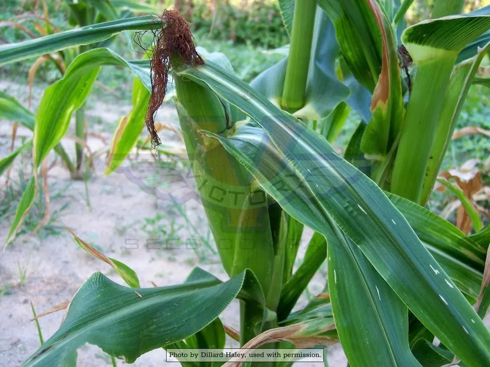 Silver King White Dent Corn