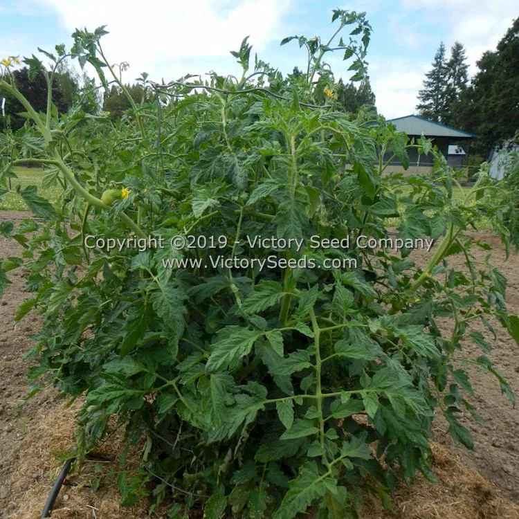 Atkinson Tomato
