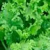 Southern Giant Curled Mustard Greens