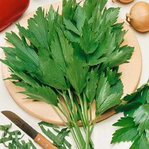 Lovage