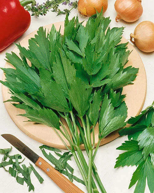 Lovage