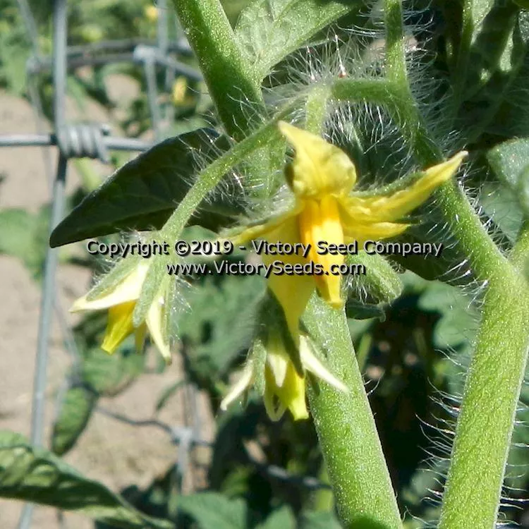 Clare Valley Pink Tomato