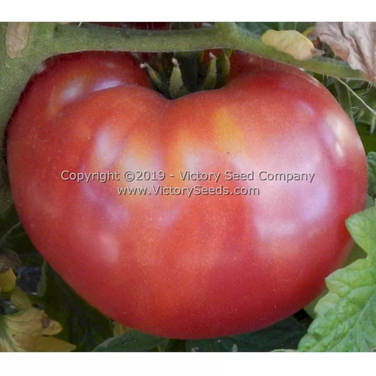 Waverley Tomato