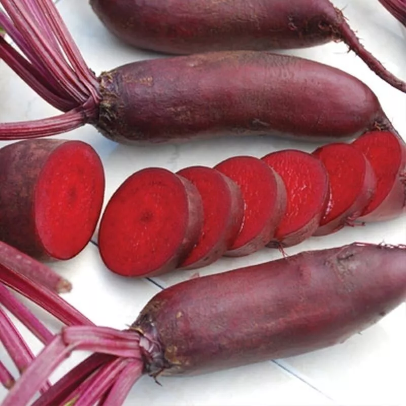 Cylindra Beet