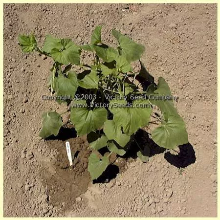 Small Spoon Gourd