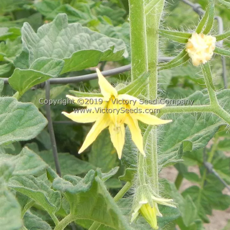 A. Z. Cutler Tomato