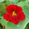 Nasturtium, 'Empress of India'