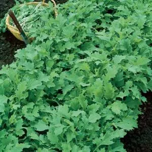 Seven Top Turnip