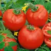 Container's Choice Red F1 Tomato