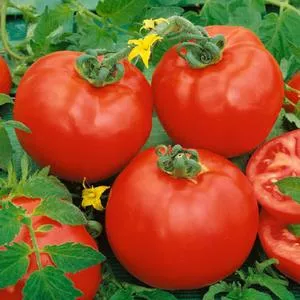 Container's Choice Red F1 Tomato