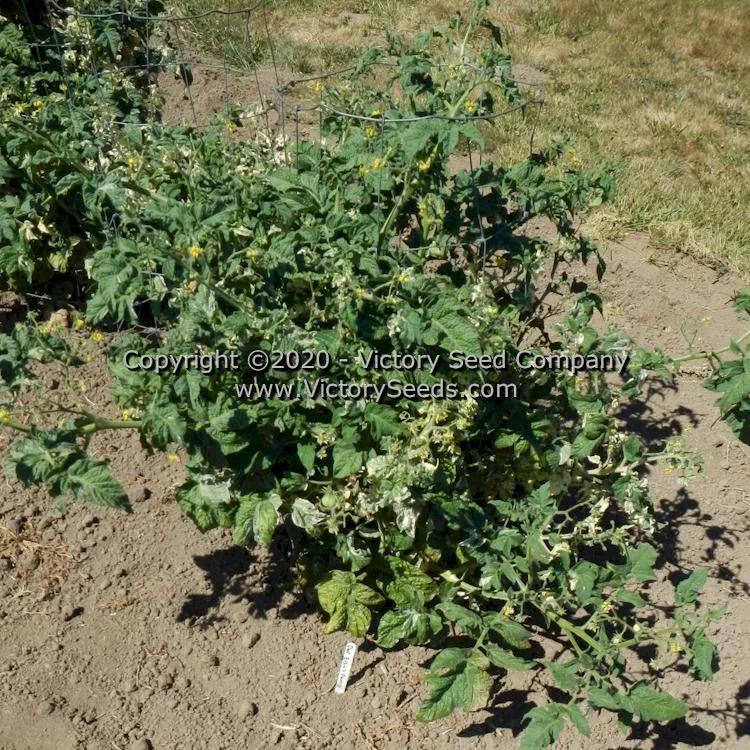 Dwarf Elsie's Fancy Tomato