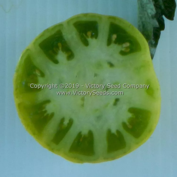 Dwarf Amy's Ohio Tomato