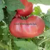 Dwarf Crimson Sockeye Tomato