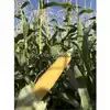 Buhl Sweet Corn