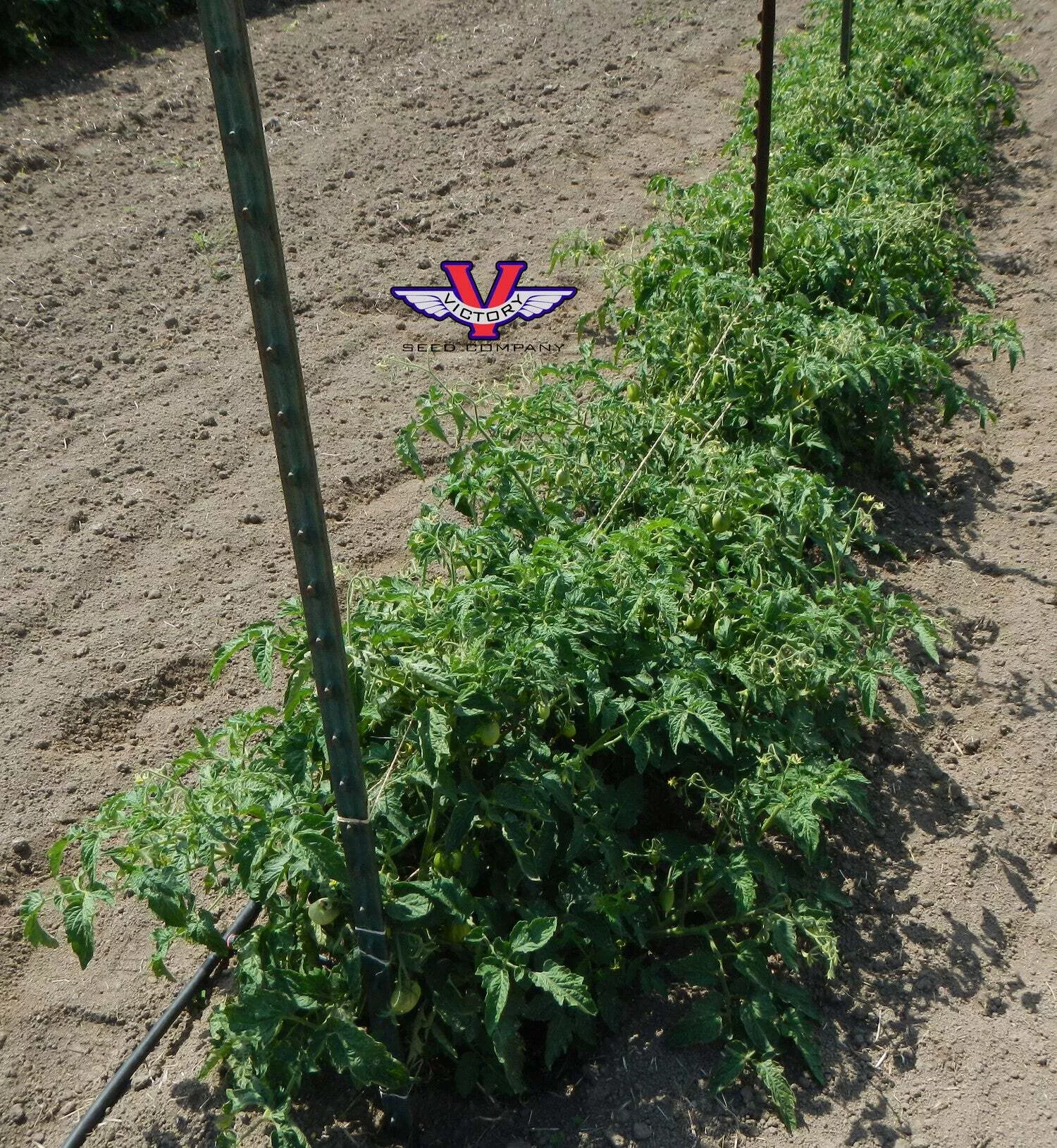 Dwarf Audrey's Love Tomato
