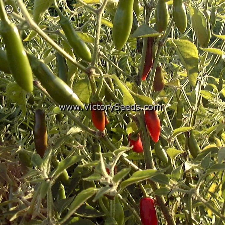 Serrano Hot Pepper