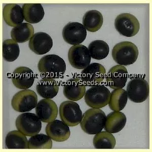 Gaia Soybean