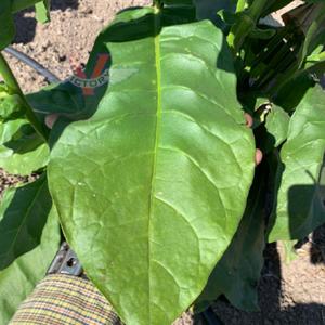 Ahus Tobacco