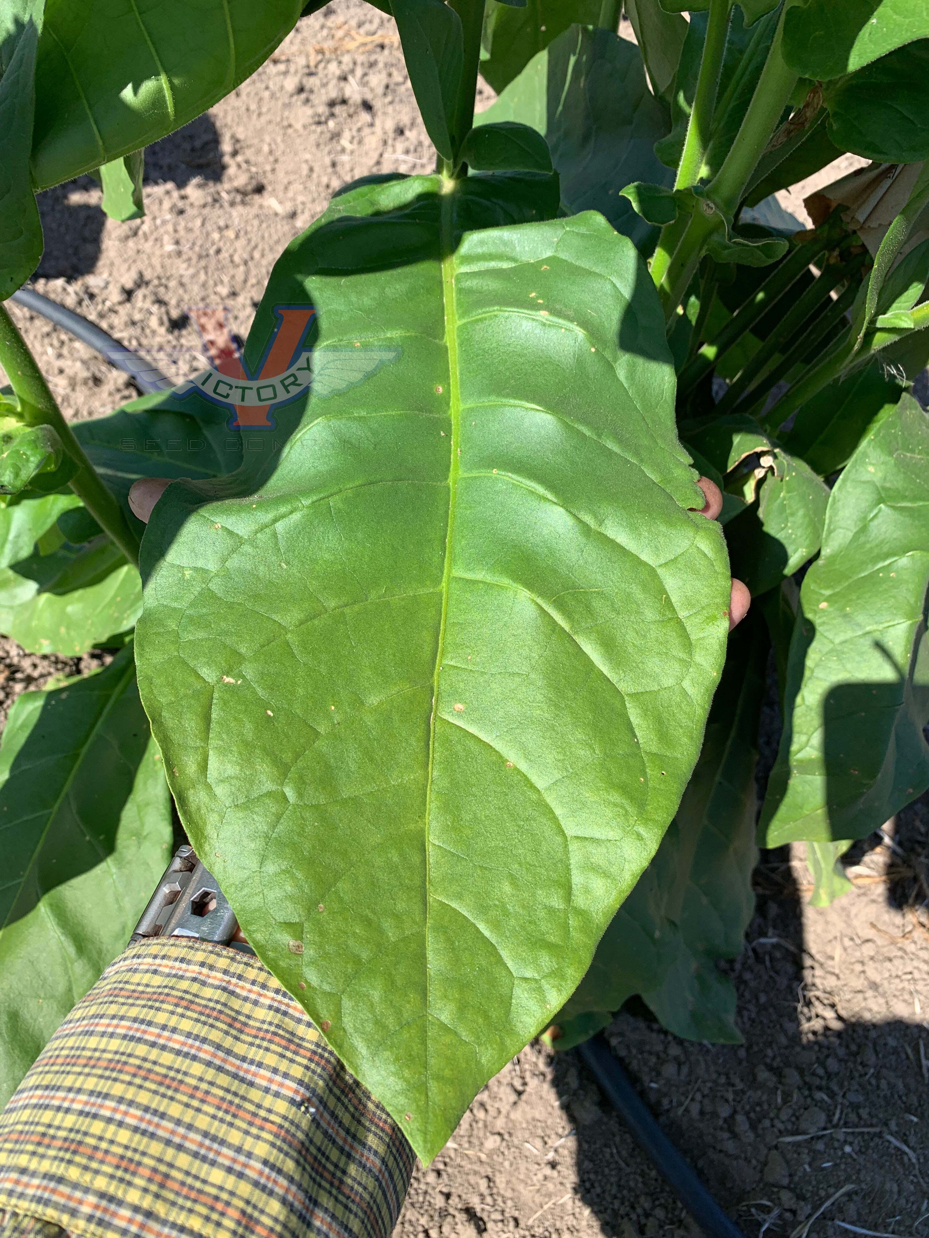 Ahus Tobacco