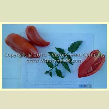 Howard German Tomato