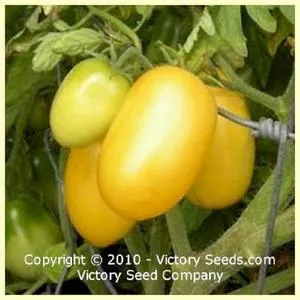 J. Walsh Tomato