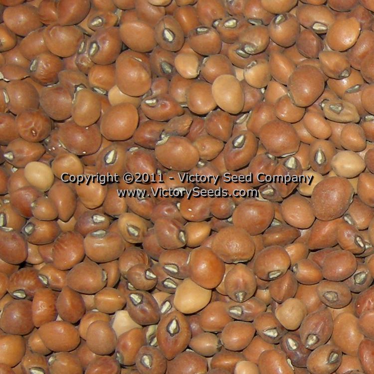 Knuckle Purplehull Southern Pea