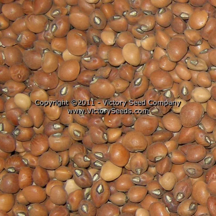 Knuckle Purplehull Southern Pea