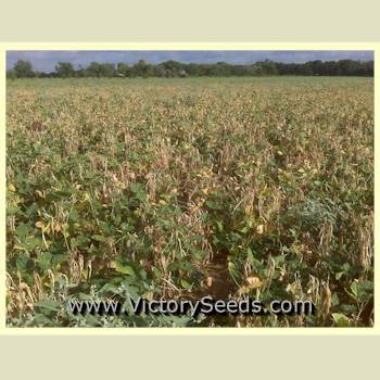 Champion Southern Pea