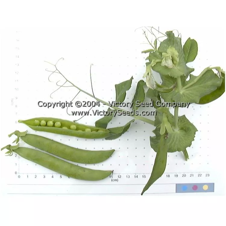 Green Arrow Pea