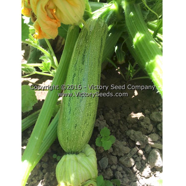 Caserta Summer Squash