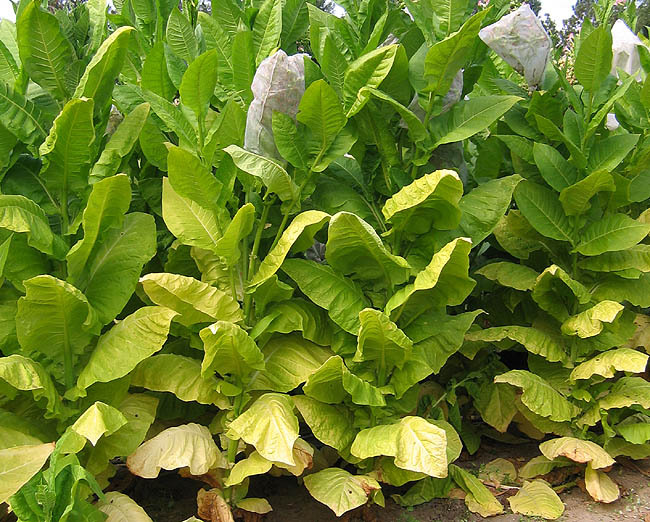 Shargo Tobacco