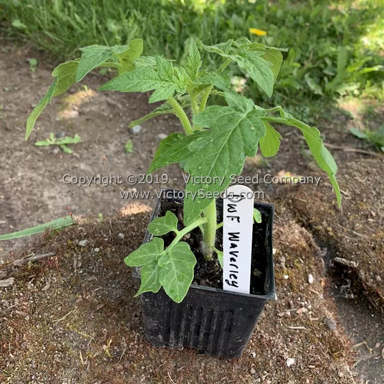 Waverley Tomato