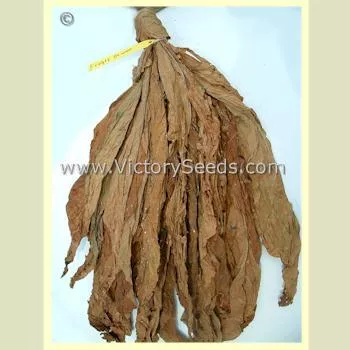 Frog Eye Orinoco Tobacco