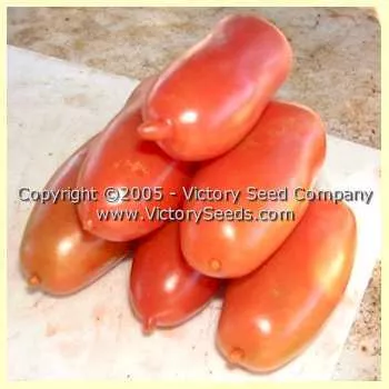 Oroma Tomato