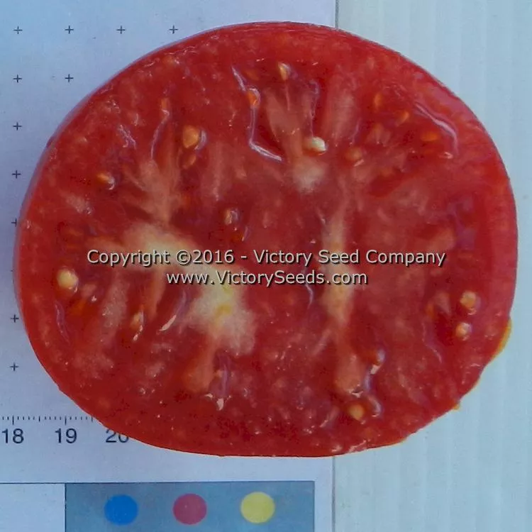 Norton (Norton WR) Tomato
