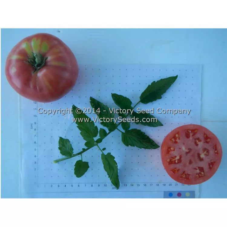 Mortgage Lifter Tomato (Radiator Charlie's Mortgage Lifter)