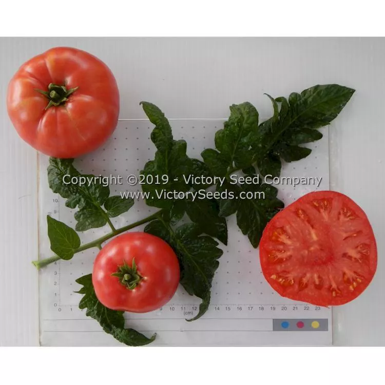 Dwarf Snakebite Tomato
