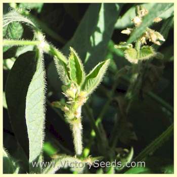 Taiwame Soybean