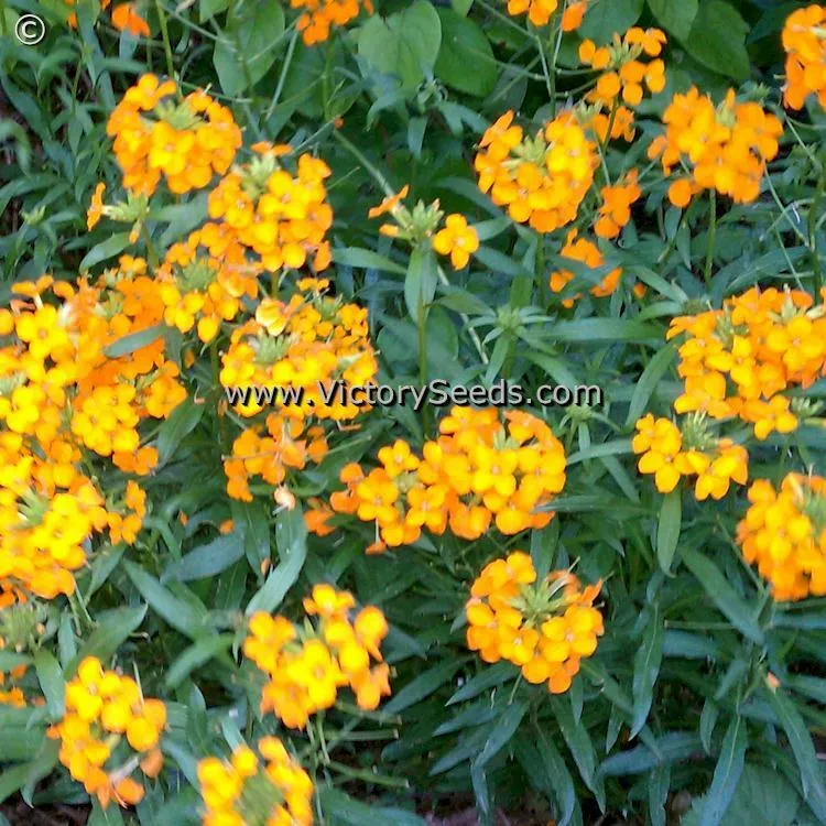 Siberian Wallflower
