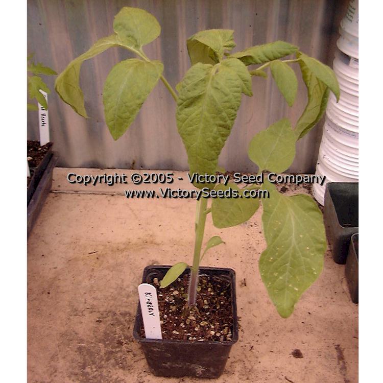 Kimberley Tomato