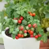 Red Robin Micro Dwarf Tomato