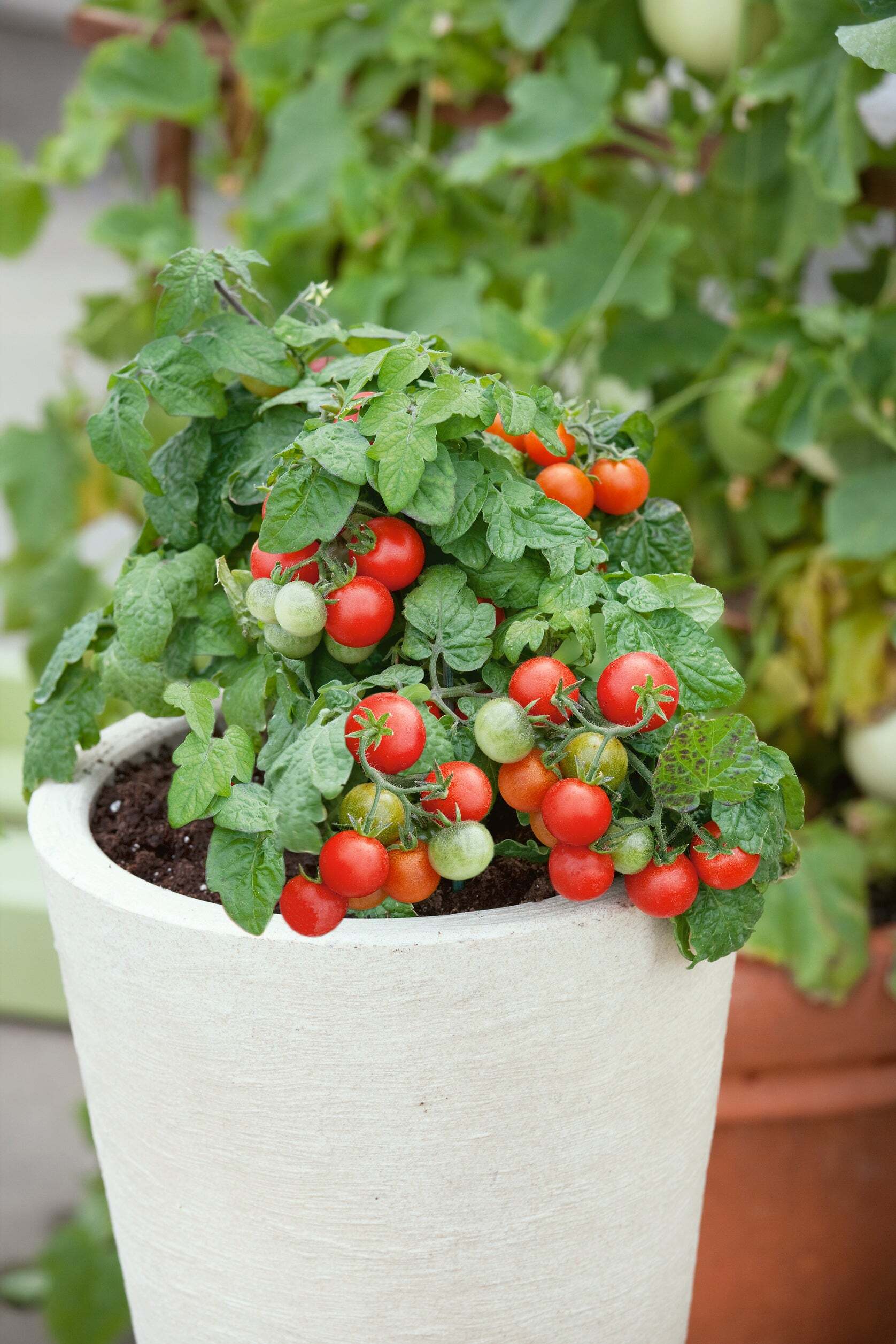 Red Robin Tomato